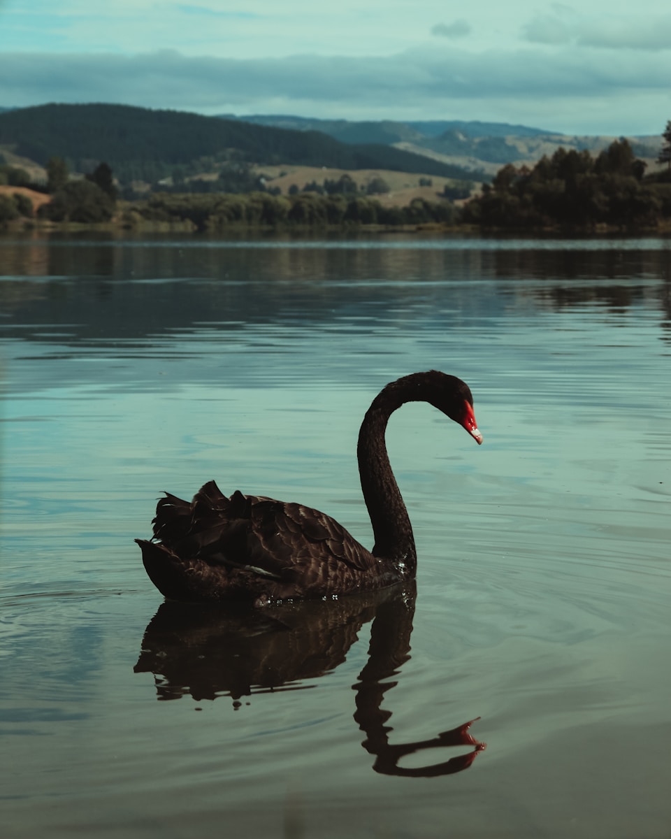 la théorie du cygne noir dans la gestion des risques